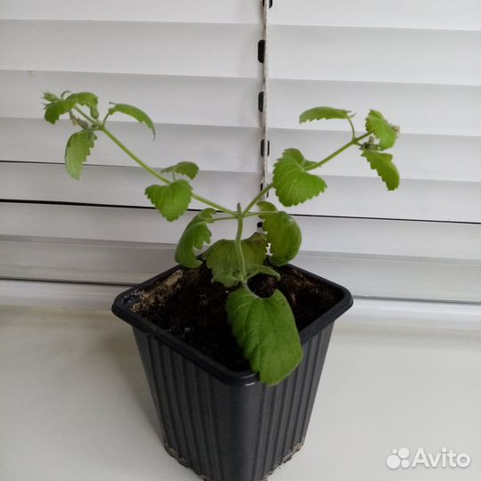 Кошачья мята