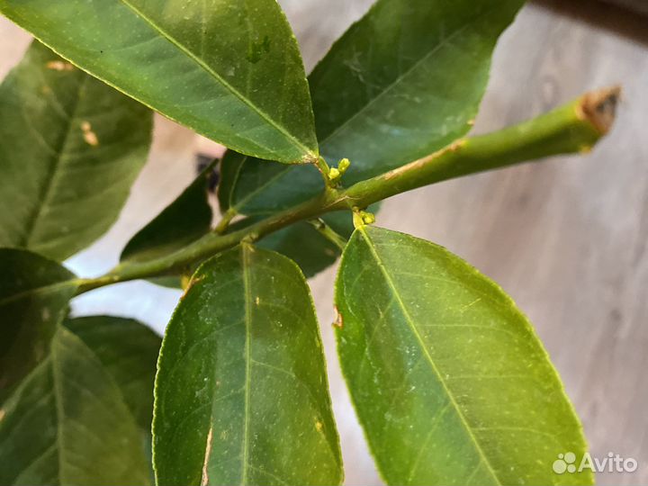 Лимон мейера