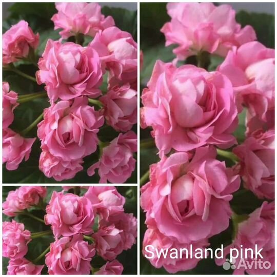 Пеларгония герань 6 сортов