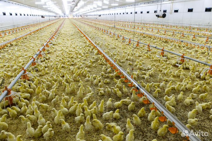 Вахта в Перми с проездом.Кормить,поить птицу