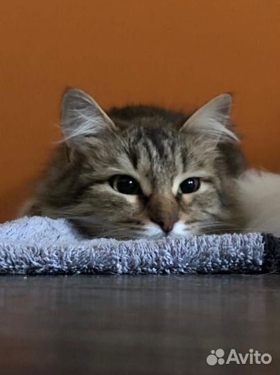 Кошка Норвежская лесная