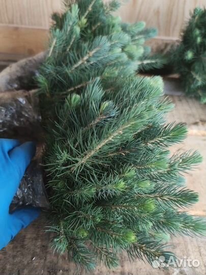 Ель голубая саженцы 2х летки