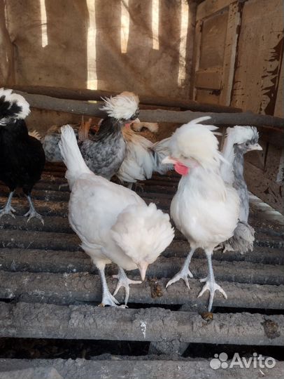 Декоративные карликовые куры