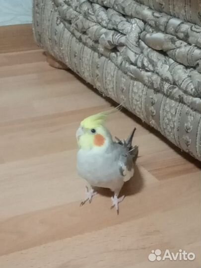 Попугай корелла