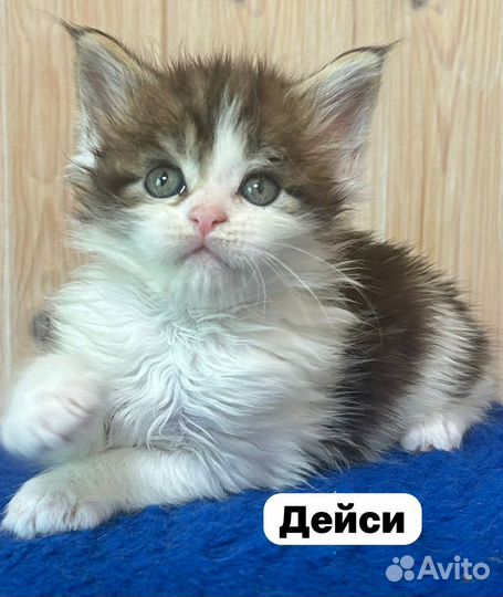 Мейн-кун котята