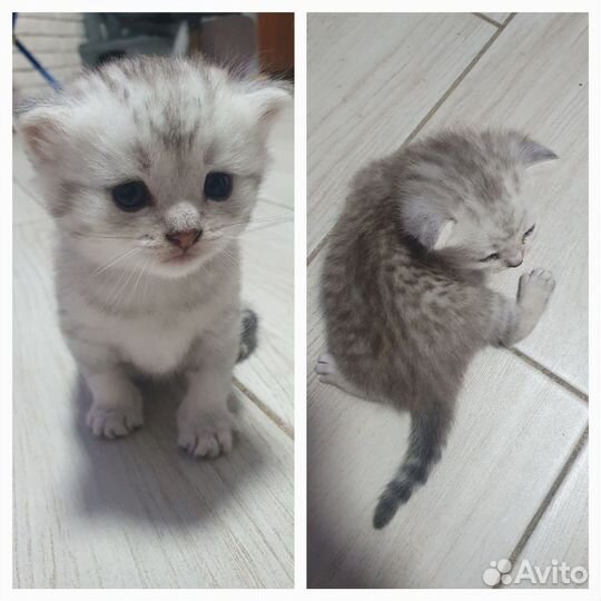 Шотландская