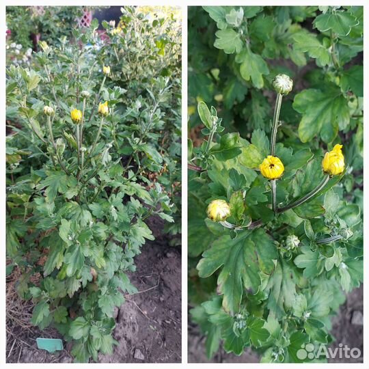 Хризантемы