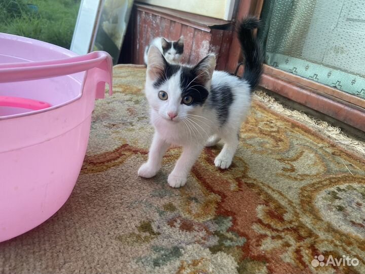 Котятки в добрые руки