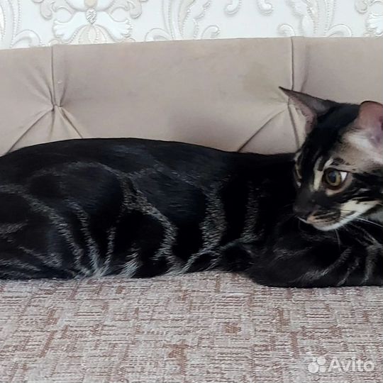 Бенгальская