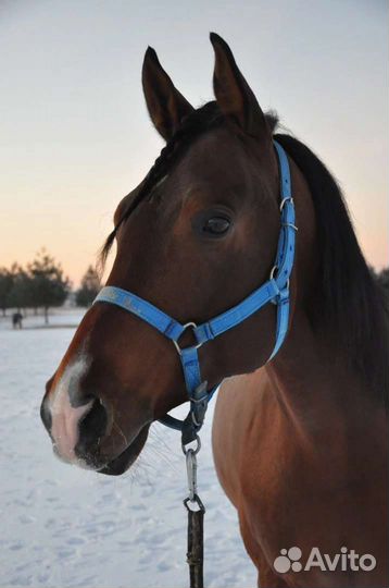 Жеребец тракен