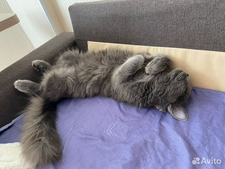 Отдам в добрые руки бесплатно