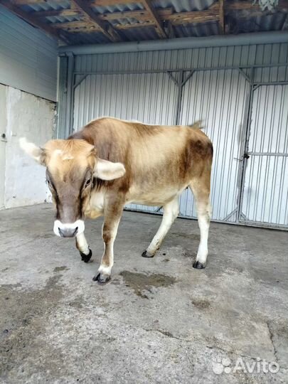 Корова дойная