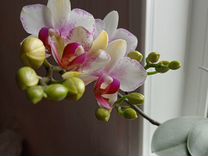 Орхидея Rotterdam