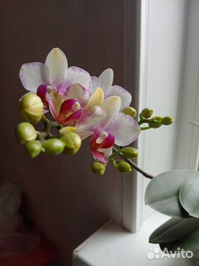 Орхидея Rotterdam