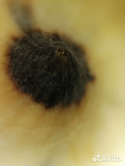 Рог ритон для вина