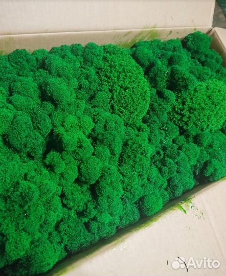 Стабилизированный мох ягель, для кашпо и декора