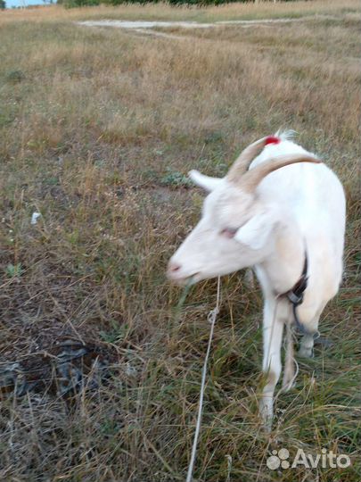 Нубийские козы козлята