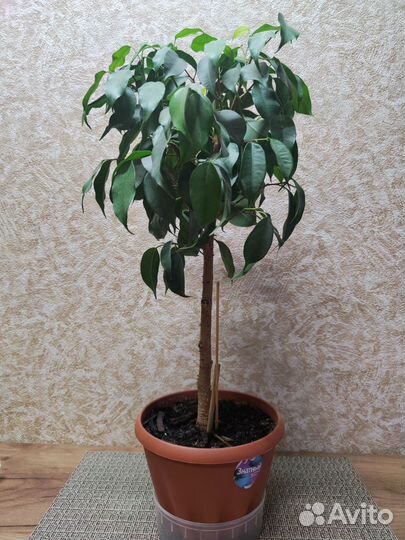 Фикус бенджамина