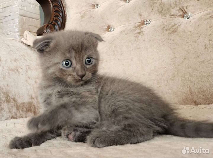 Кошечка-вислоушка