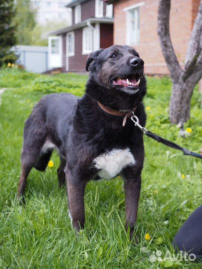 Джульетта ищет самый лучший дом