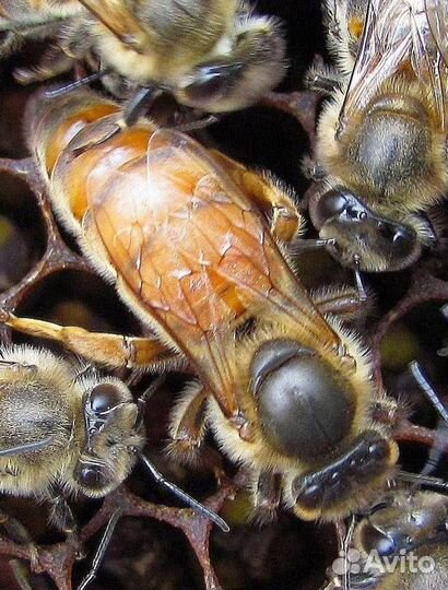 Пчеломатки