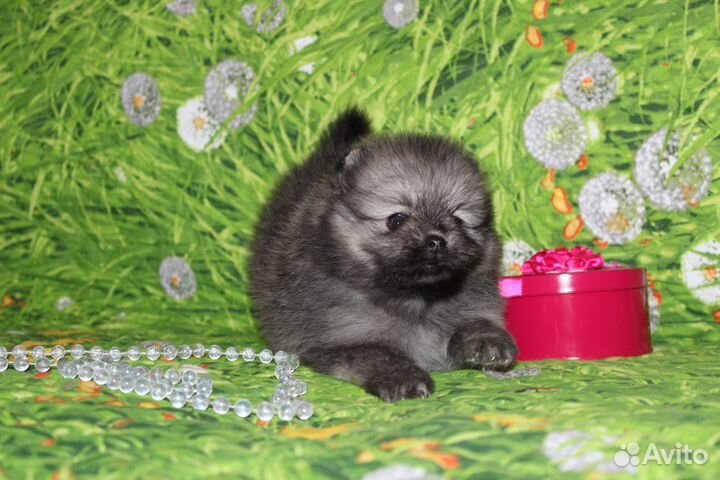 Померанский шпиц