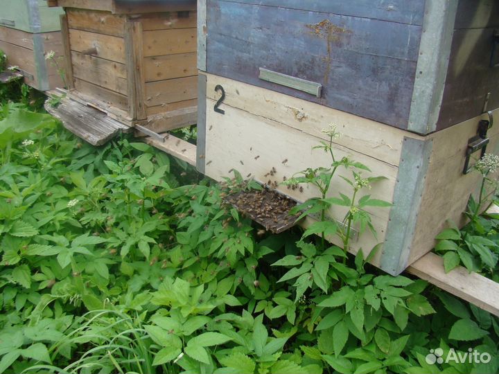 Продаю ульи для пчел