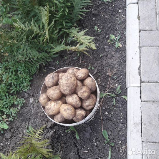 Продам картофель