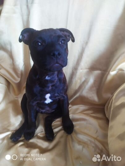 Щенки Английский стаффордширский бультерьер