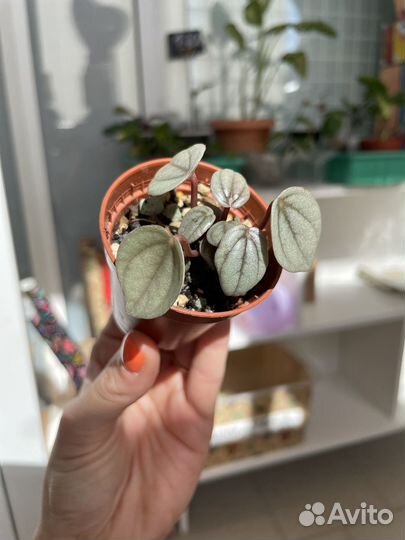 Пепперомия