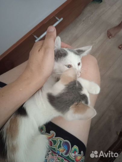 Котята крысаловы