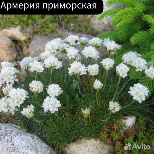 Армерия приморская