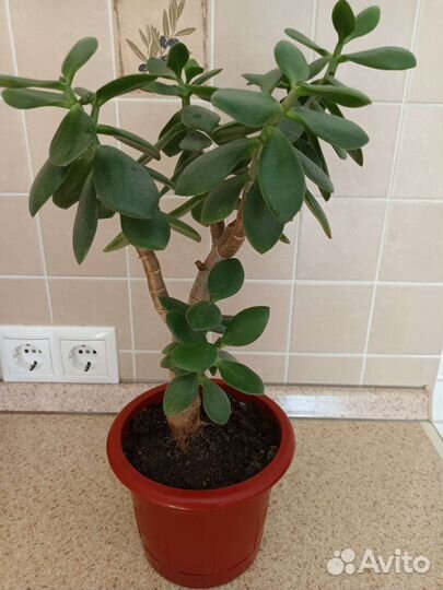 Денежное дерево