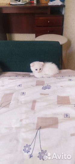 Вислоухие котята