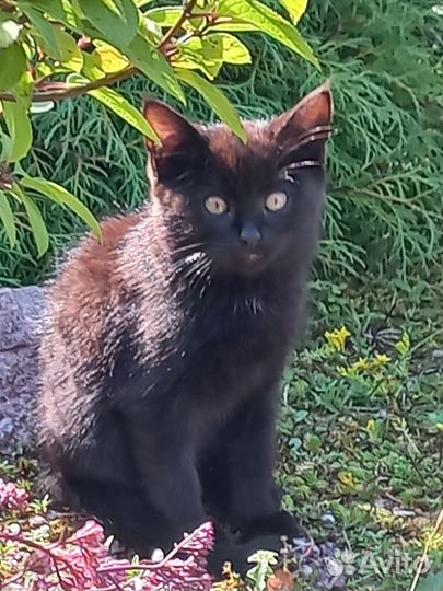 Пушистые котята в добрые руки