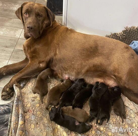 Щенки лабрадора