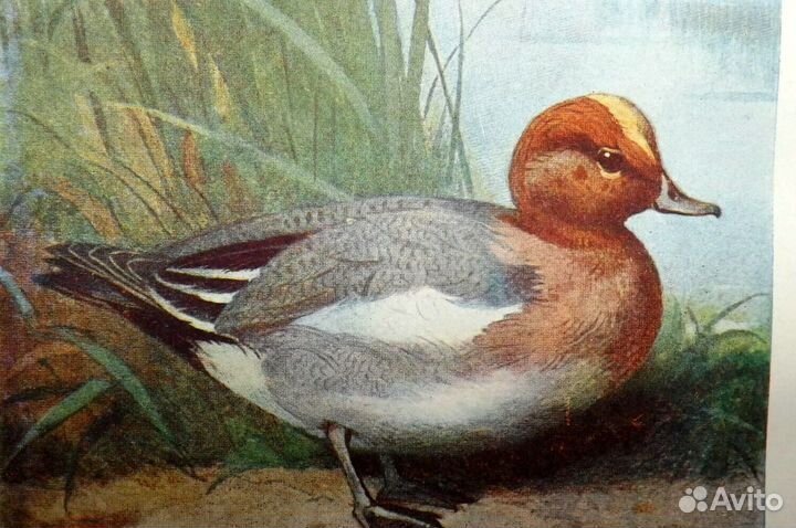 23 Антикварные литографии Птицы 1897