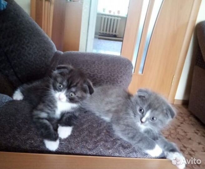 Британские котята