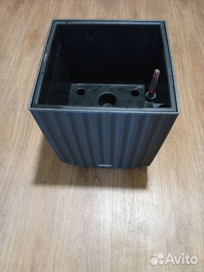 Сансевиерия