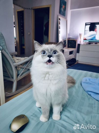 Вязка с рэгдоллом блю миттед