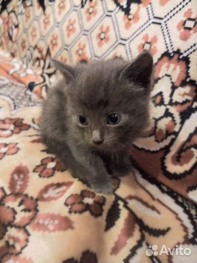 Котята от кошки крысоловки