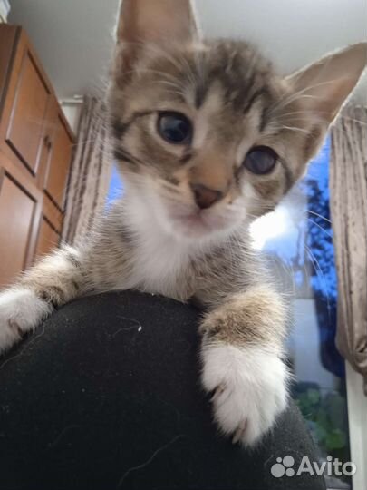 Кошка в дар бесплатно