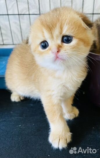 Шотландские вислоухие котята золотая шиншилла
