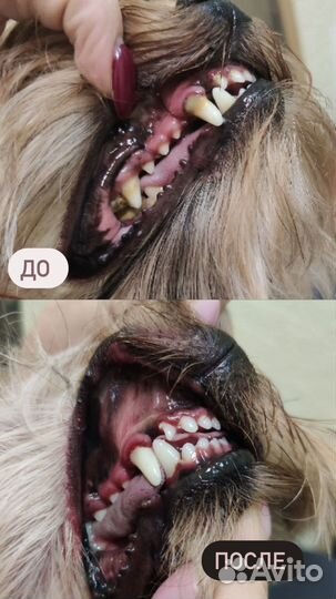 Чистка зубов собаке