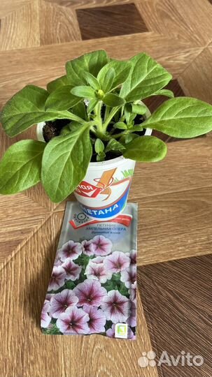 Ампельные петунии