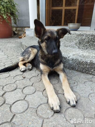 Помесь с овчаркой