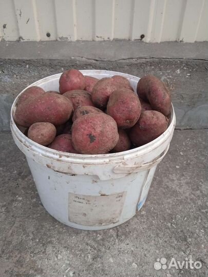 Картофель семенной, едовой, лук