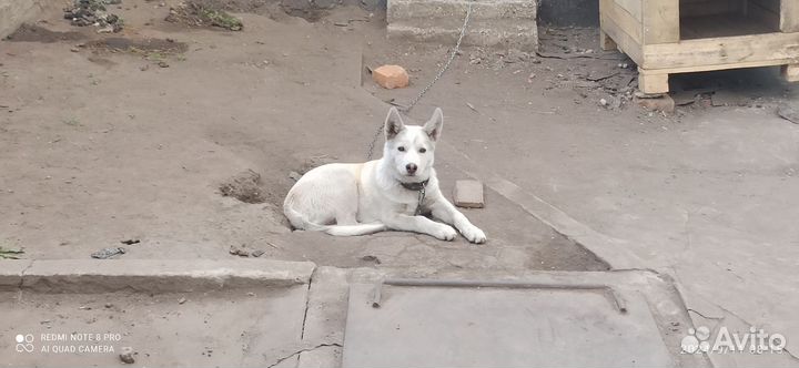 Хаски(помесь)