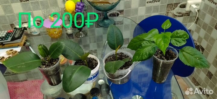 Очиток, (заячья капуста), фикус, розан, колеус