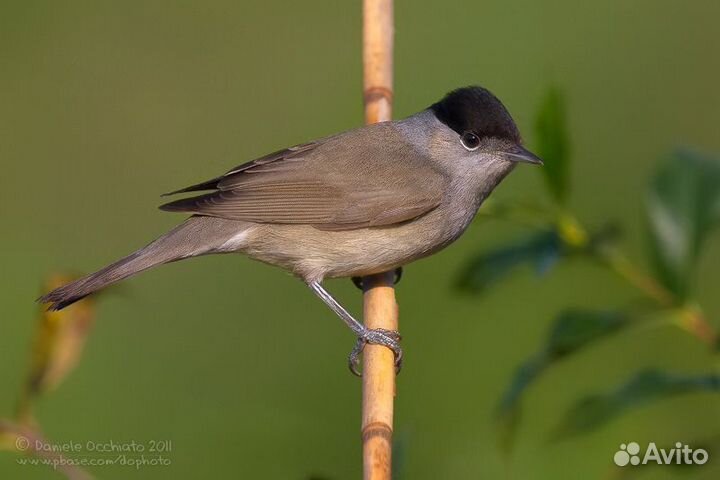 Певчие птицы